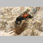 Arachnospila sp - Wegwespe 04a 9mm mit Wolfspinne.jpg